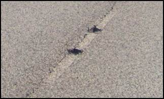 File:620.2 additionalImagery 7.png