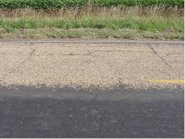 File:413.6 Scrub Seal1.jpg