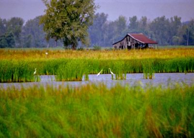 127.4 Photo1 Wetland with Birds.jpg